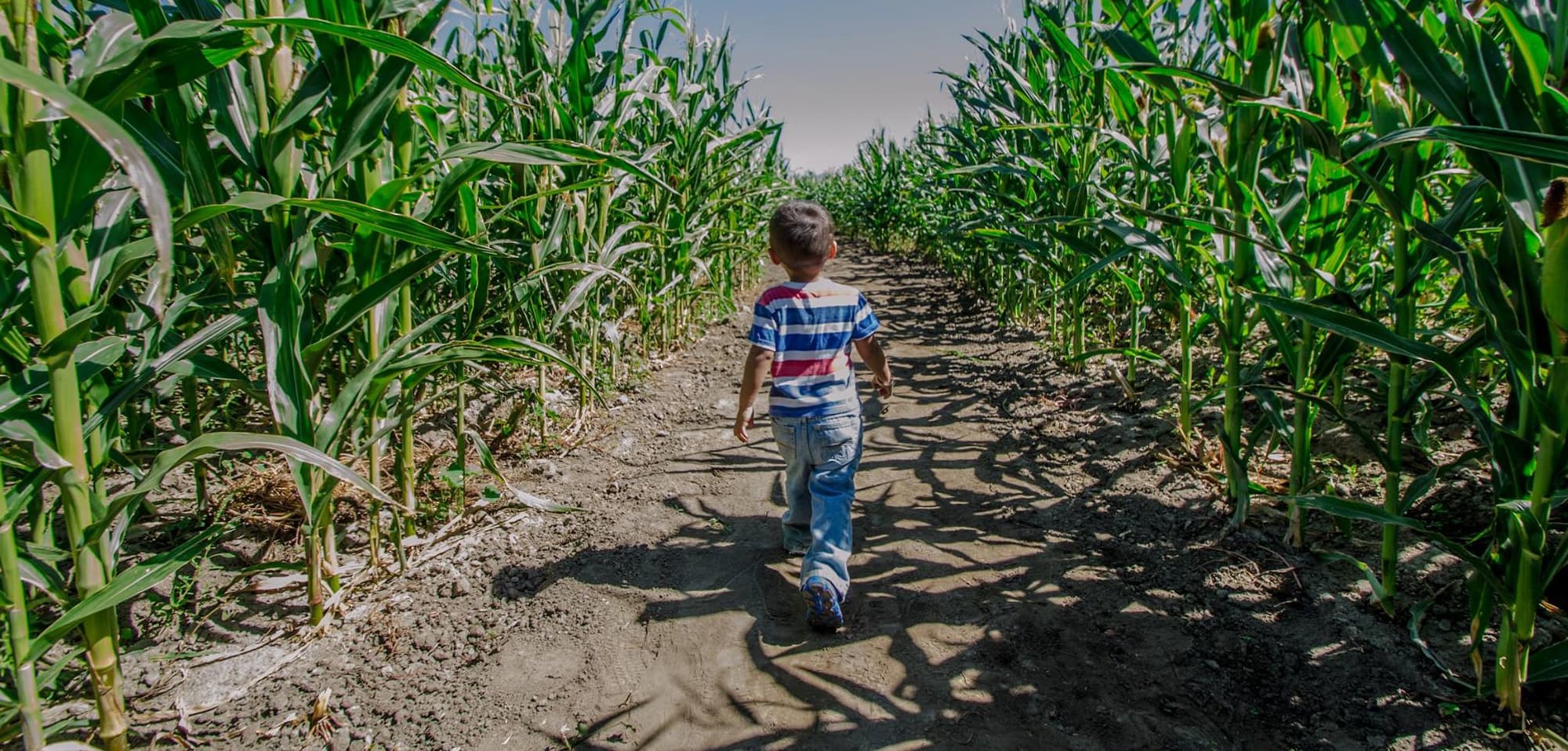 Small Child Walking through corn maze